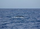 WhaleWatching 025